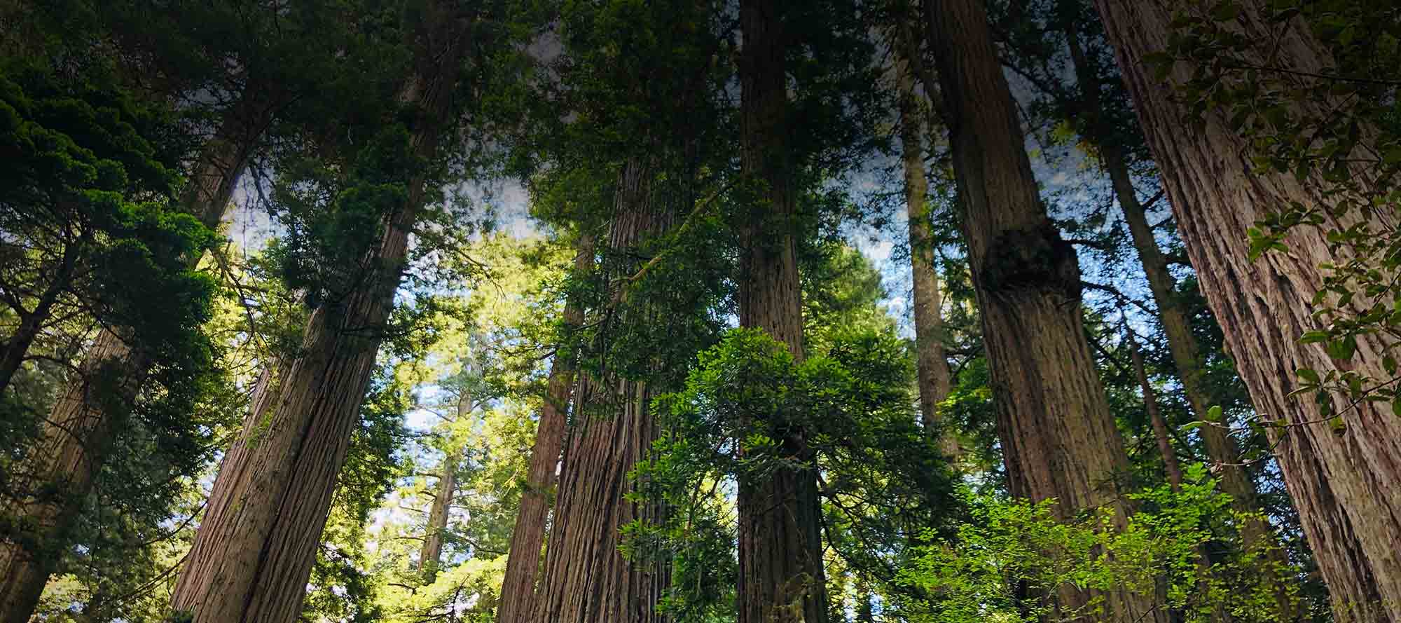 Bruce Wilson Tall Trees Billboard