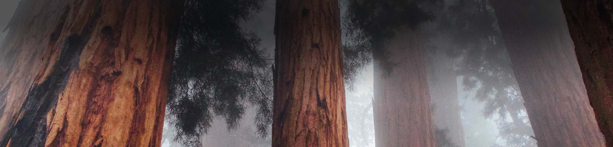 Bruce Wilson News Post